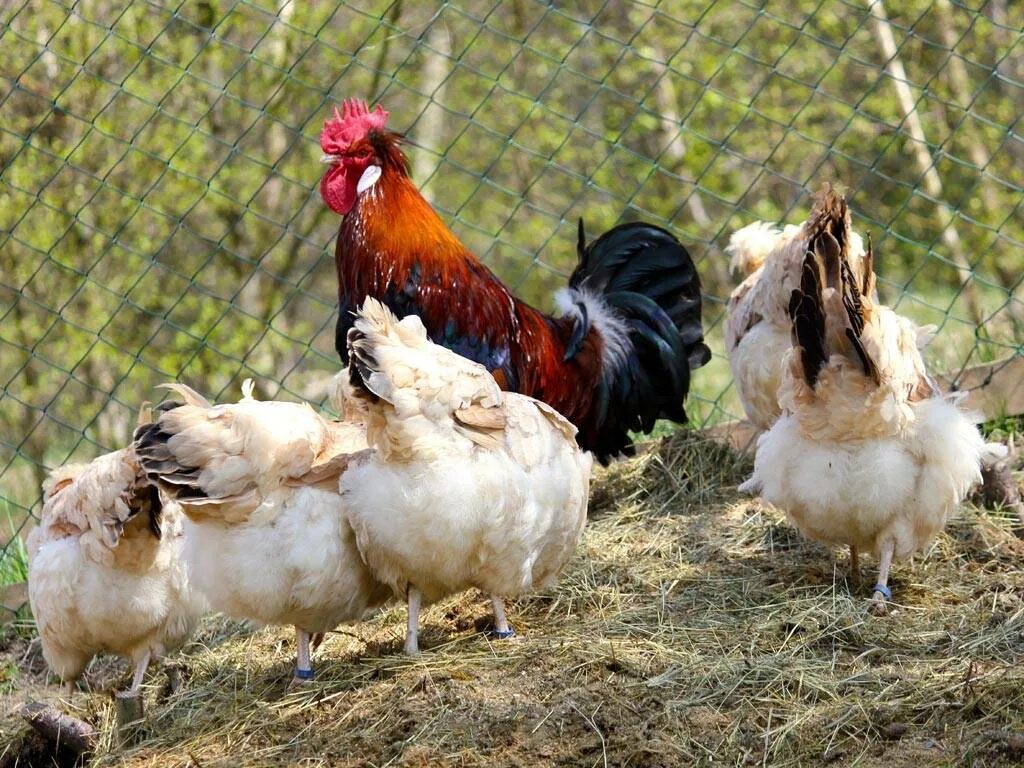 Самая яйценосная кура. Редбро куры. Несушка Редбро. Куры Сульмталер. Редбро куры яйца.