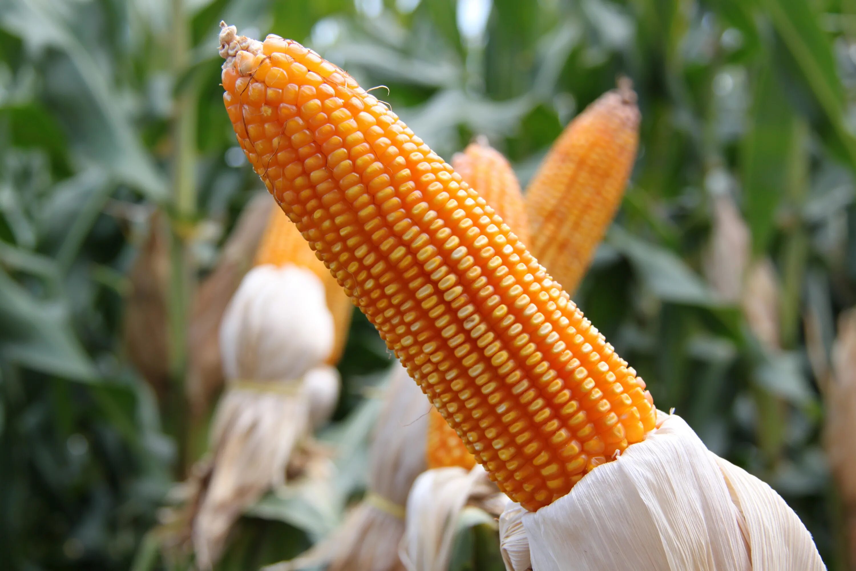 Corn на русском. Кукуруза сахарный початок. Кукуруза сахарная растение. Колосья кукурузы. Кукурузная кочерыжка.