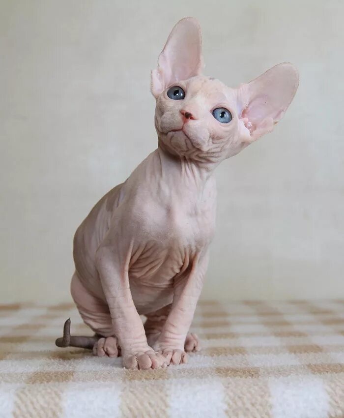 кот ярославль. сфинкс. канадский сфинкс. сфинкс цена котят в ярославле. донской сфинкс питомник москва.