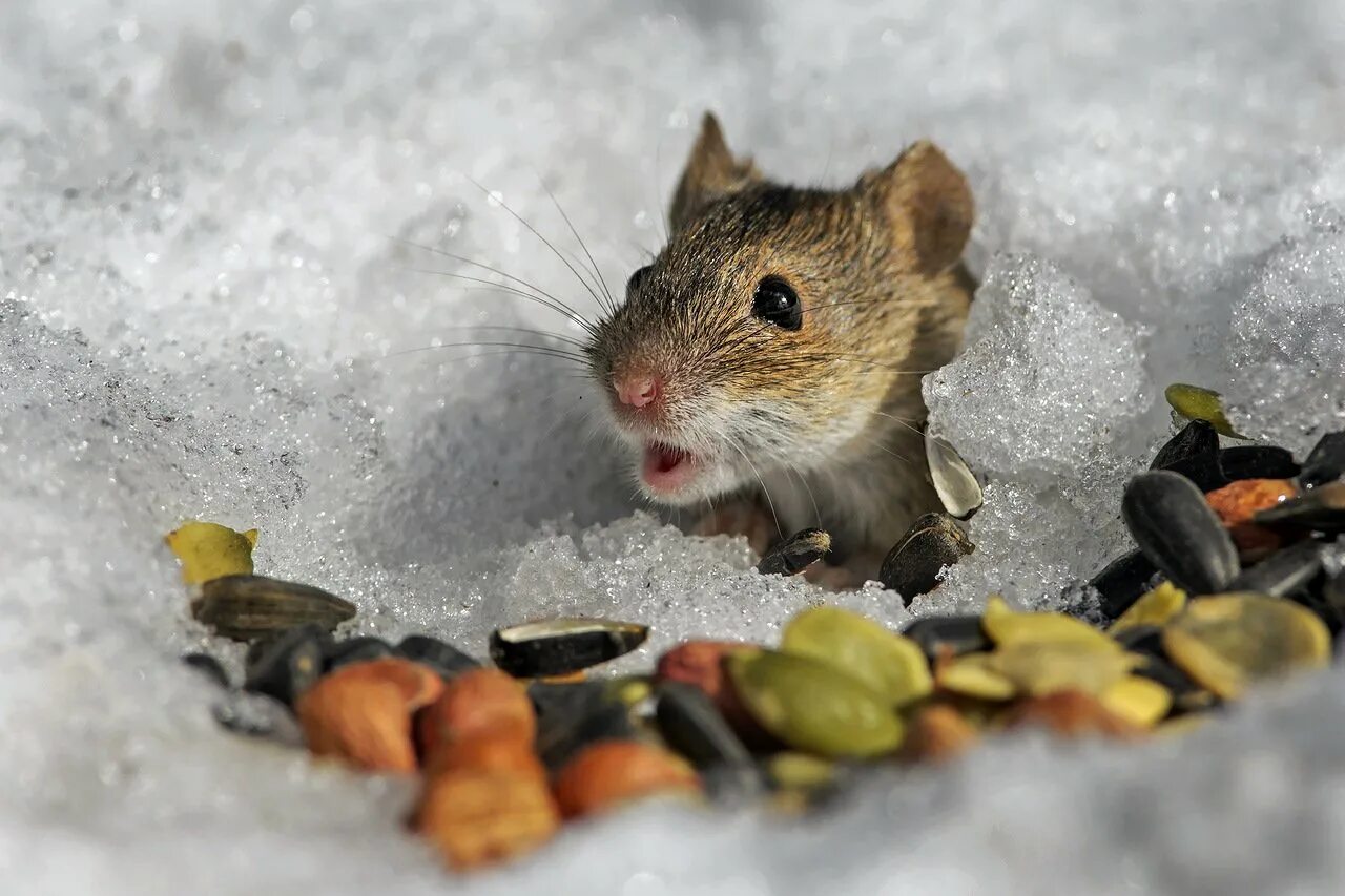 Тихо возится под снегом робкая мышь. Полёвка зимует. Мышь зимой. Мышиная норка. Мышонок в снегу.