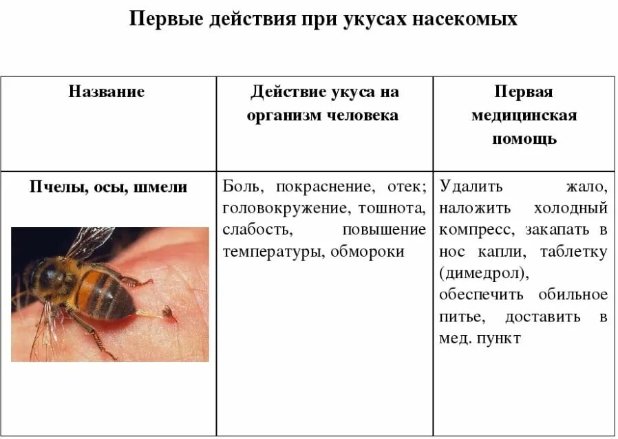 Первая помощь при укусах пчел и ОС. Правила первой помощи при укусе пчелы. Первая помощь при укусе пчелы ОБЖ. Первая помощь при укусах осы признаки. Сколько укусов пчел