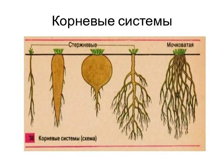 Корни растения бывают. Стержневая и мочковатая корневая система. Строение корневой системы. Типы корневых систем строение.