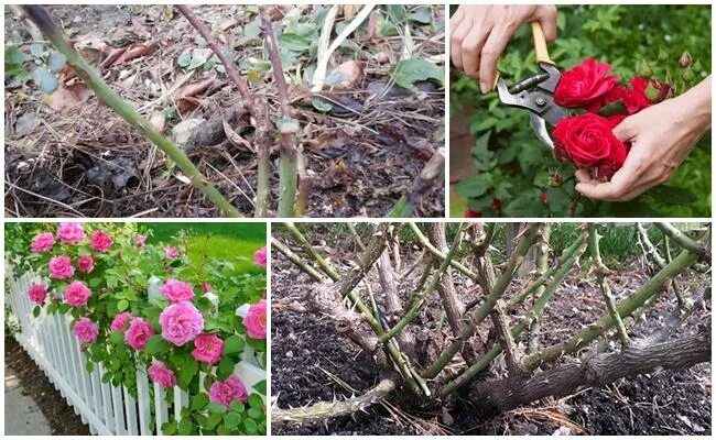 Весенний уход за розами. Вид роз после зимы. Куст розы после зимы. Как ухаживать за розами в саду. Какие розы после зимы