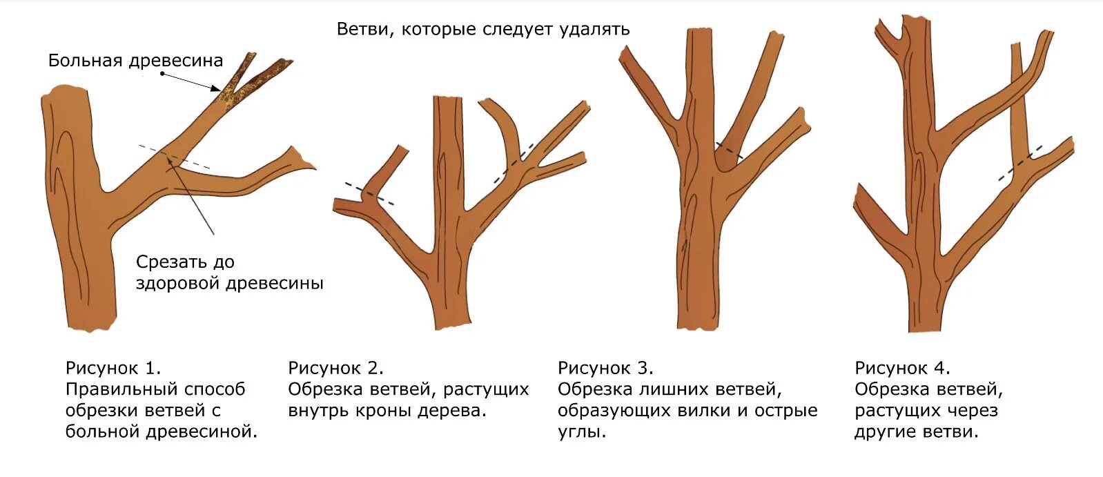 Схема подрезки плодовых деревьев. Схема обрезки яблони. Правильно обрезать яблоню осенью схема подрезки. Санитарная обрезка плодовых деревьев.