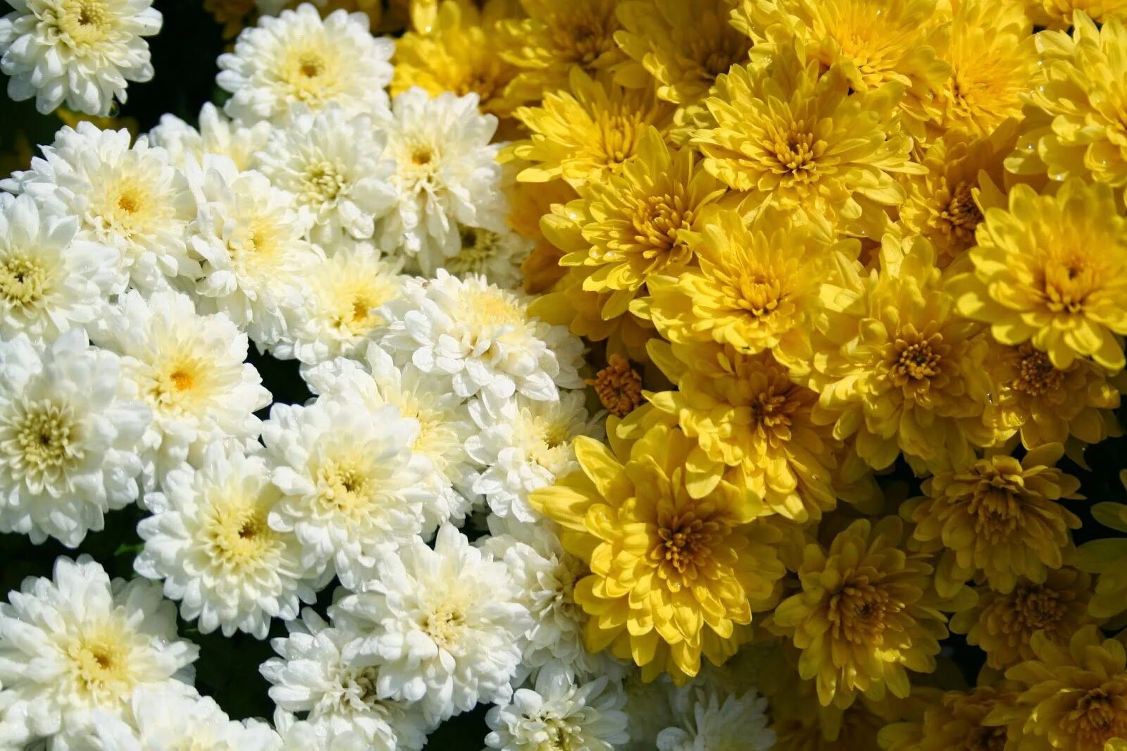 Цветок хризантемы картинки. Хризантема Фуджи Сноу. Хризантема Дунетти махровая. Хризантема корейская Эверест.