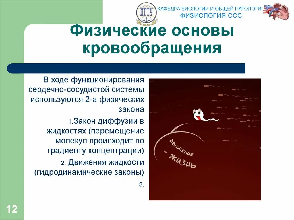 Возрастная анатомия и физиология сердечно-сосудистой системы. Физиология сердечно-сосудистой системы. Сок физиология сердца. Физиология ссс. Нагнетательная функция сердца.