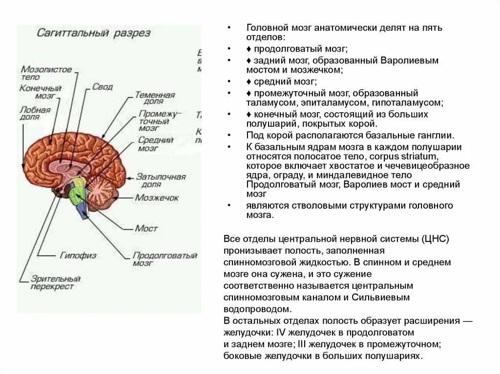 Отделы мозга продолговатый задний средний промежуточный конечный. Структура головного мозг средний мозг. Отделы головного мозга мозжечок средний мозг. Строение задних отделов головного мозга» промежуточный мозг. Ядра центральной нервной системы