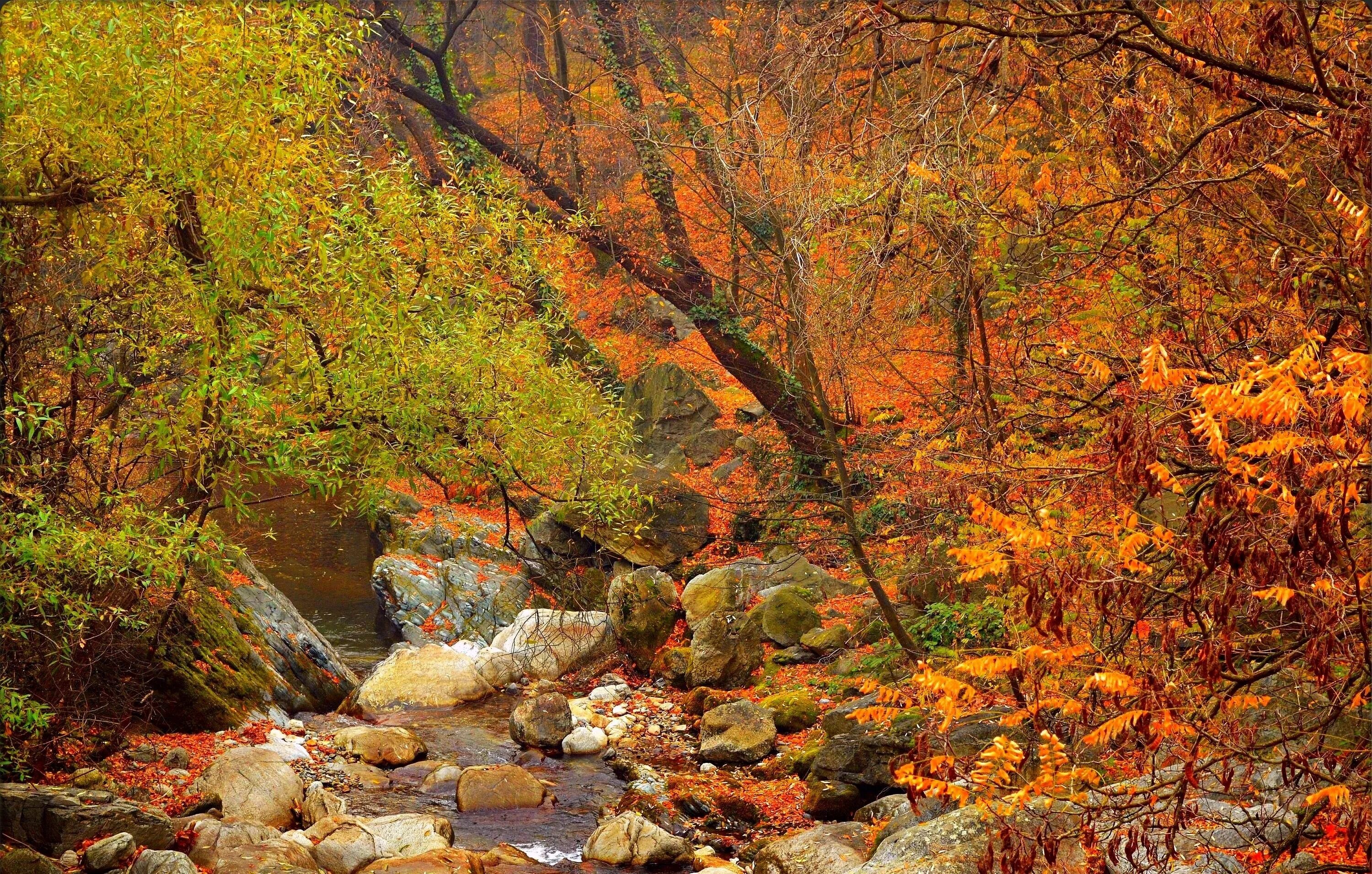 Родник в осеннем лесу. Ручей в лесу. Осень камни лес. Осень лес ручей.