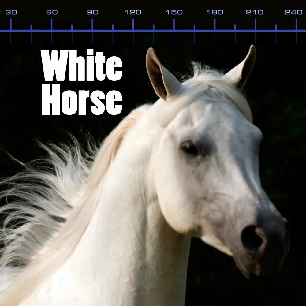 Horses song. Laid back White Horse. Белая лошадь скорость. Альбом с белой лошадью. Белые лошади песня.