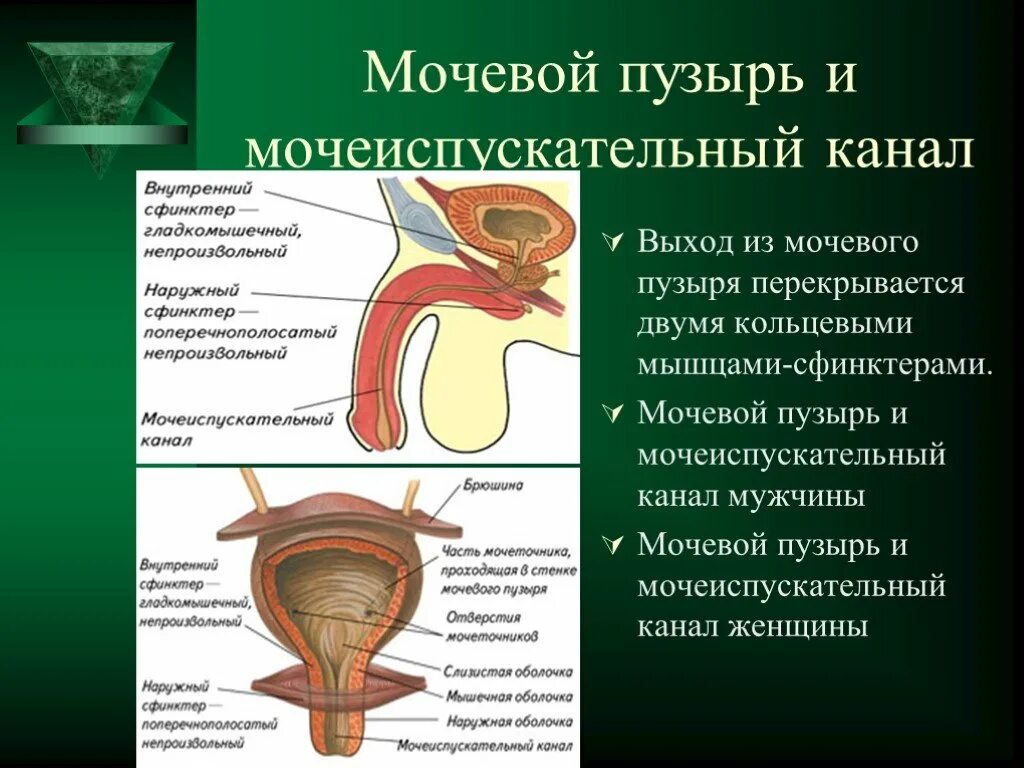 Наружный мочеиспускательный канал. Мочеиспускательный канал. Наружный сфинктер мочевого пузыря. Внутренний и наружный сфинктер мочевого пузыря. Сфинктер мочеиспускательного канала.