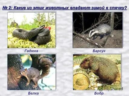 Животные которые в спячку зимой