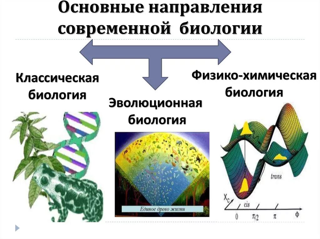 Направления развития современной биологии. Современные направления в биологии. Тенденции современной биологии. Основные направления развития биологии. Современные направления биологии