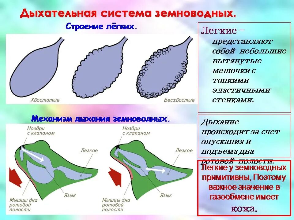 Функции дыхания у взрослых земноводных. Механизм дыхания у земнововодных. строение органов дыхания земноводных. особенности строения дыхательной системы земноводных. особенности дыхания амфибий.