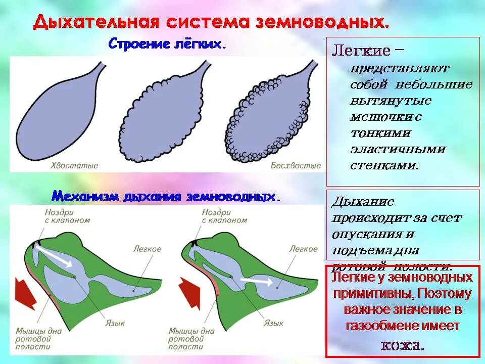 Механизм дыхания у земнововодных. Строение органов дыхания земноводных. Особенности строения дыхательной системы земноводных. Особенности дыхания амфибий. Функции дыхания у взрослых земноводных