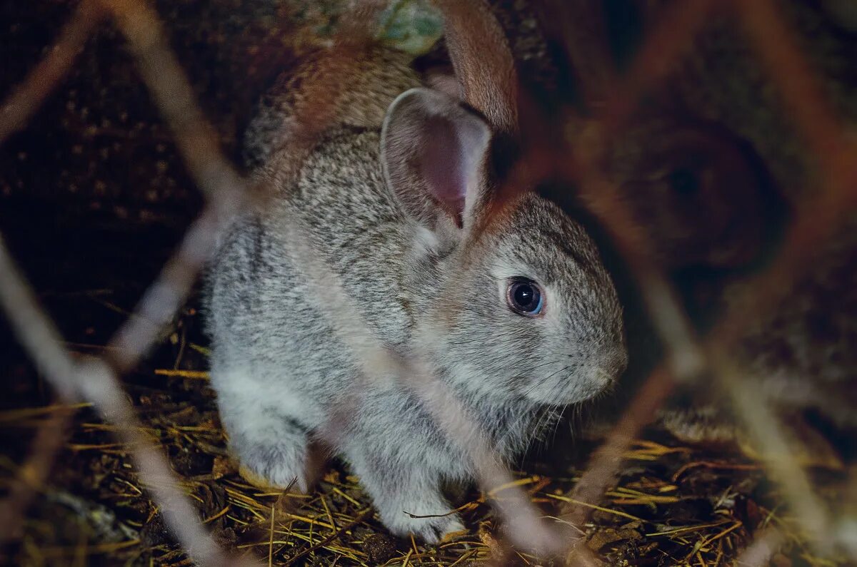 заяц листопадничек. заяц русак карелия. заяц беляк с зайчатами. заяц листопадничек. зайчик в лесу.