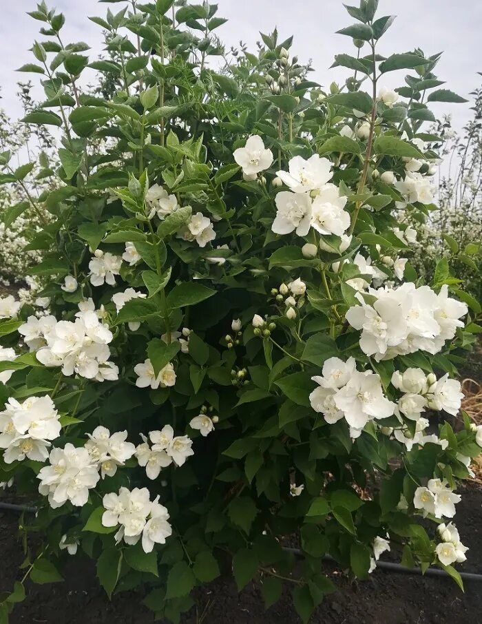 Чубушник алебастр. Чубушник гибридный "albatre" ("альбатре"). Чубушник "лаймстоун" ("алебастр"). Чубушник philadelphus alabaster. Чубушник венечный юннат.