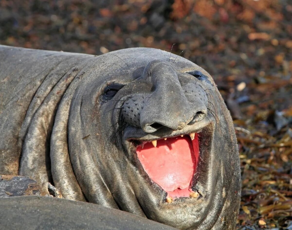 Глупое существо. Животные смеются. Животное улыбается. Морж улыбается. Тюлень смеется.
