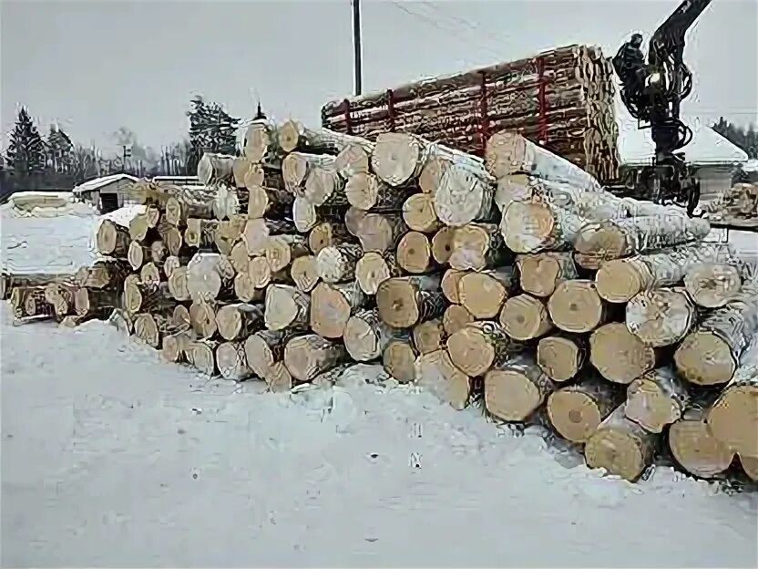 6 метров береза