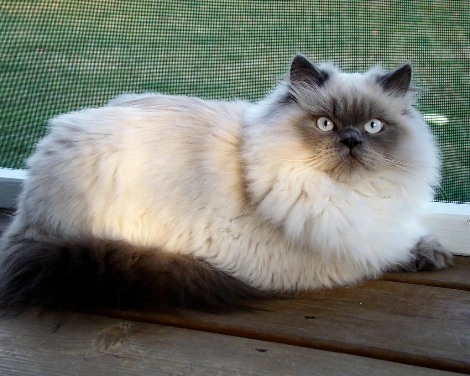 Гималайский колор-Пойнт кошка. Гималайская Персидская кошка. Гималайский перс колор Пойнт. Персидская гималайская колор Пойнт. Персидско сиамская кошка