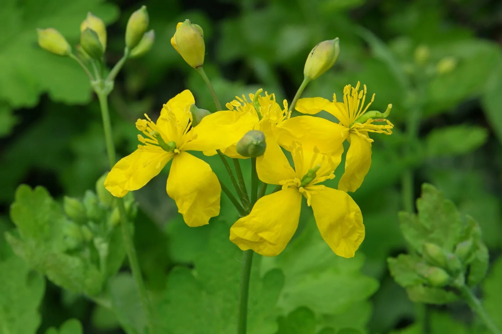 Чистотел Chelidonium majus. Chelidonium. Хелидониум (чистотел).. 43. Чистотел большой (Chelidonium majus.