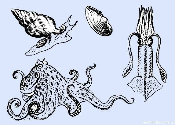 Три беспозвоночных моллюска. Позвоночные моллюски. Типы моллюсков животных. Беспозвоночных моллюски. Рисунки на тему моллюски.