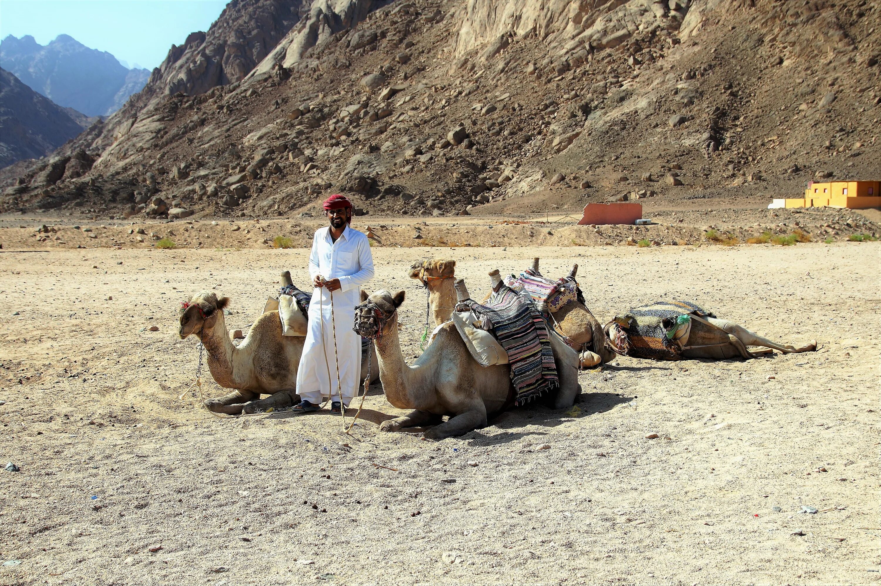 Народ живущий в пустыне. Бедуин на верблюде. Бедуины в пустыне. Бедуины в Египте. Бедуины в Египте образ жизни.
