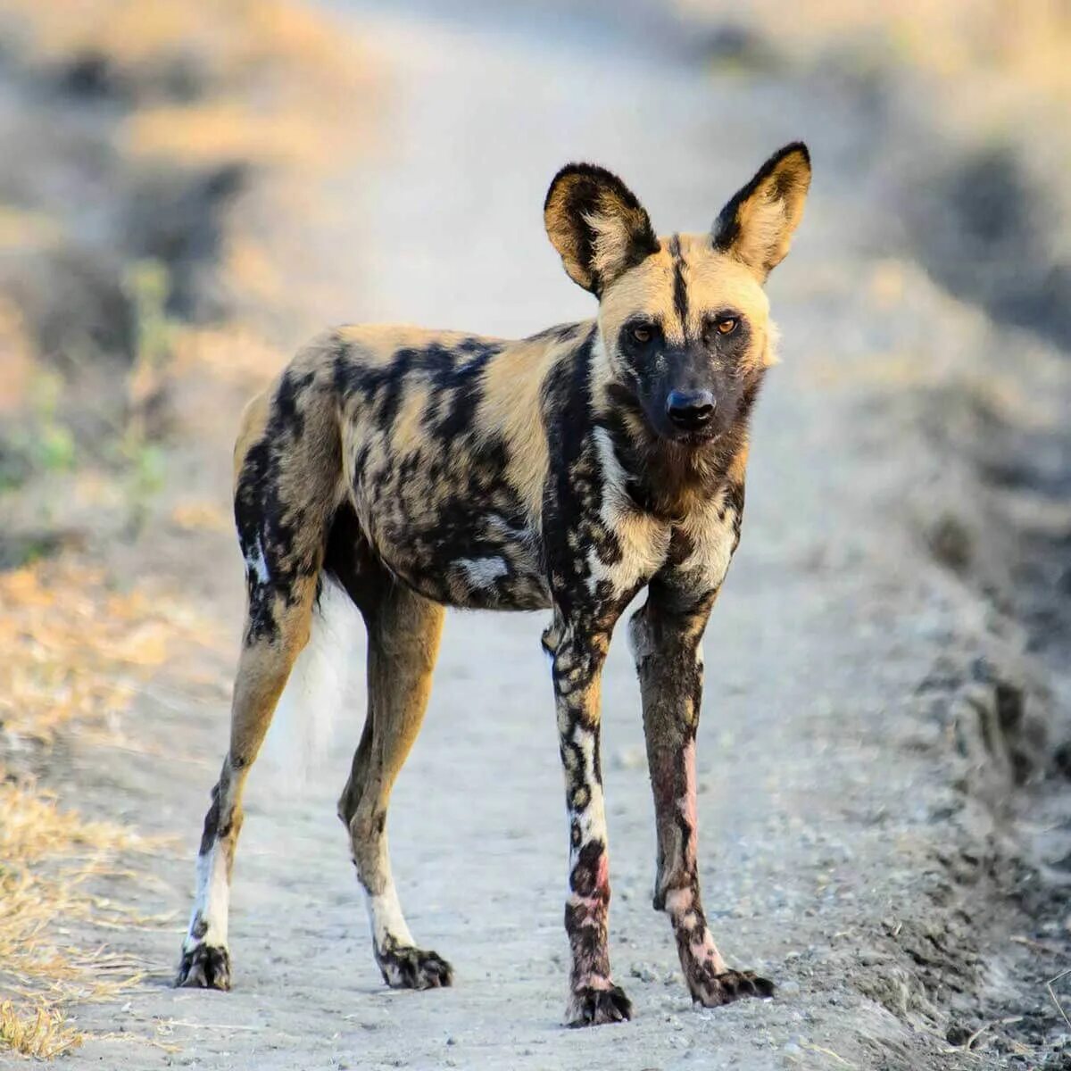 Как выглядит гиеновидная собака Interesting Facts About African Wild Dogs Africa Geographic East African Wild