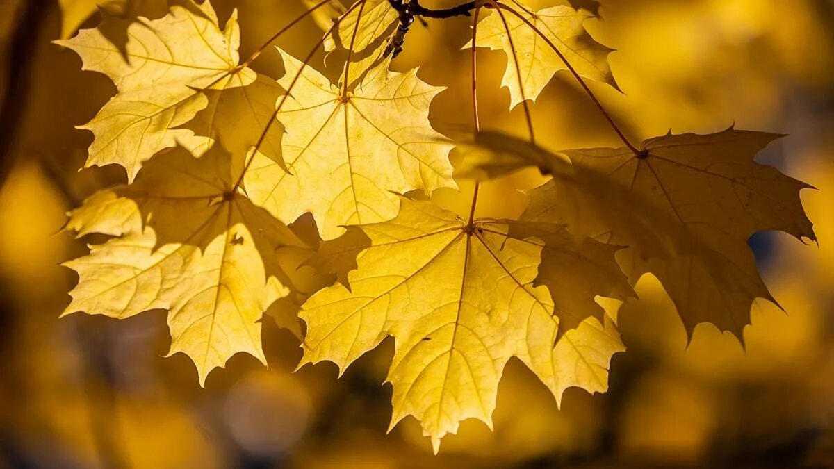 Умные мысли про осень в картинках. Кофе на фоне осени. Счастливый человек. Осеняющая мысль 5 букв. У осени свои причуды.