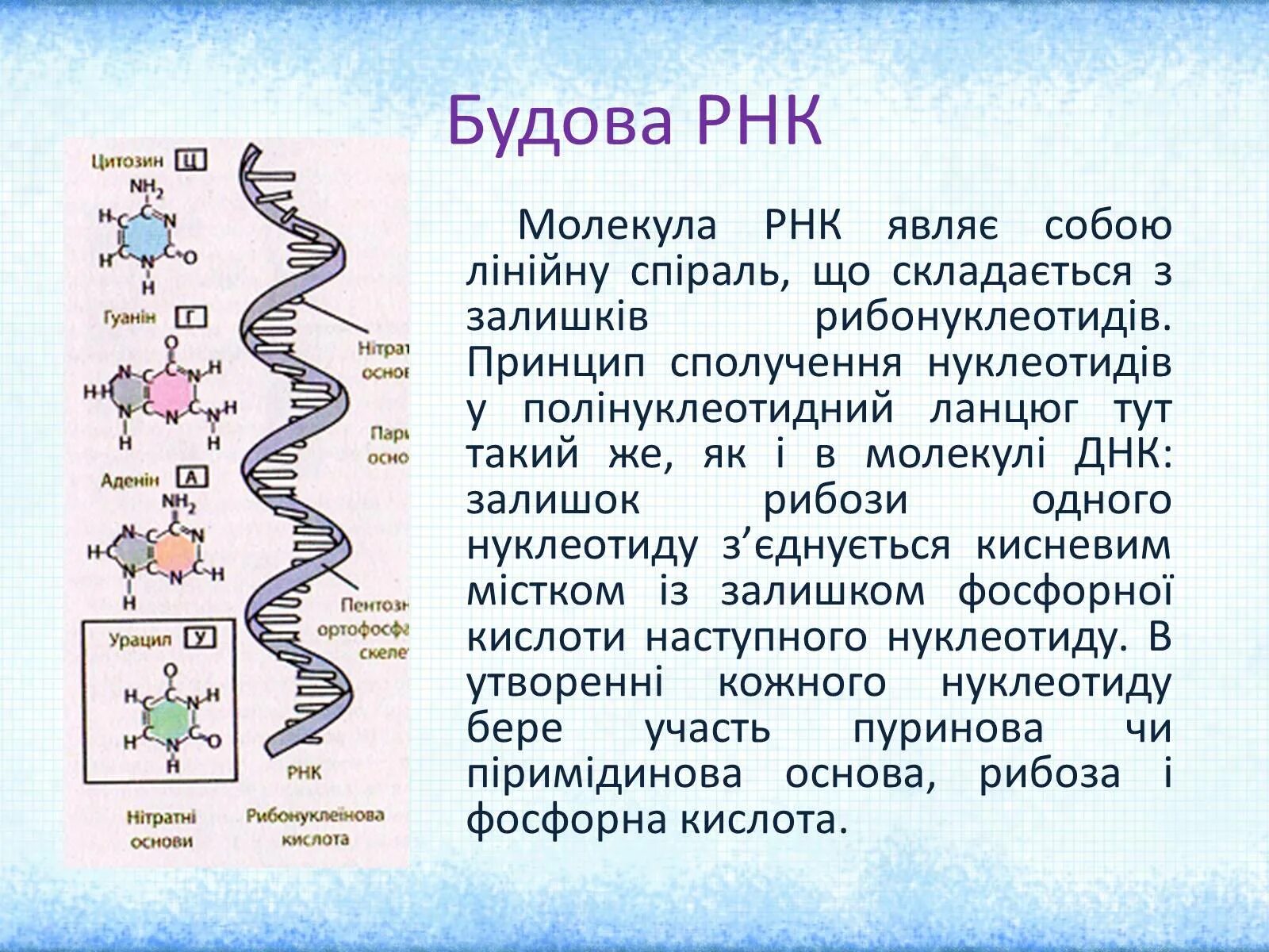 РНК рибонуклеиновая кислота. Молекула РНК. Будова РНК. РНК ланцюг. Рисунок молекулы рнк