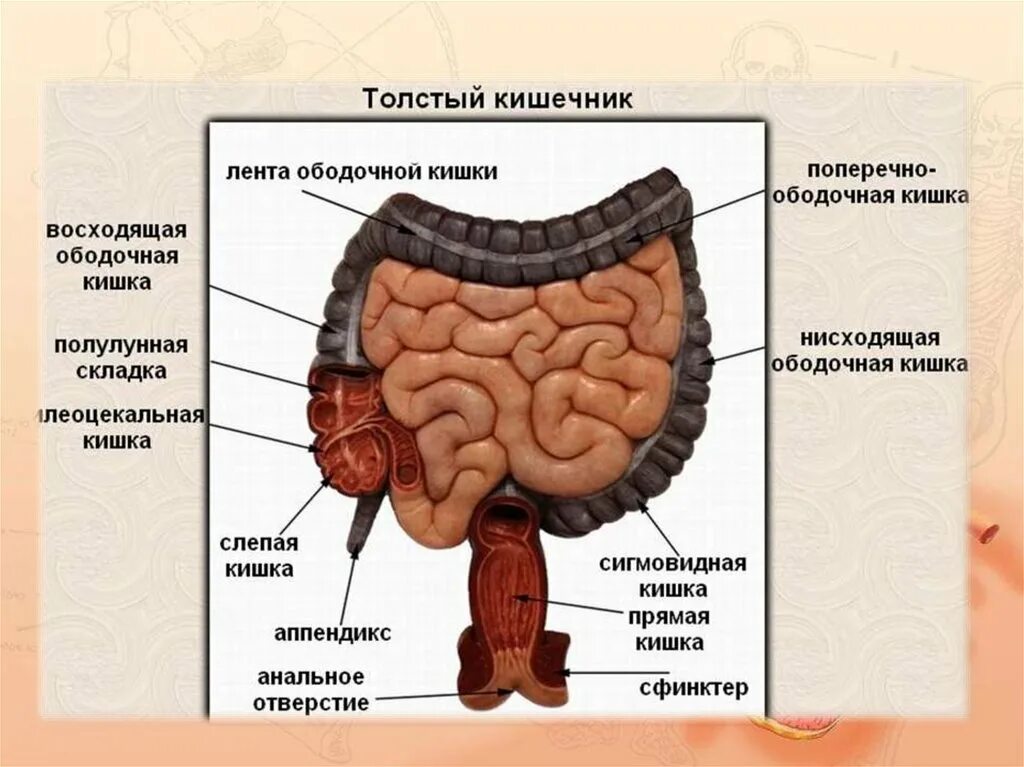 Тонкий и толстый кишечник анатомия. Толстая кишка анатомия отделы. Анатомия тонкого кишечника человека схема. Отделы Толстого кишечника человека схема расположения.