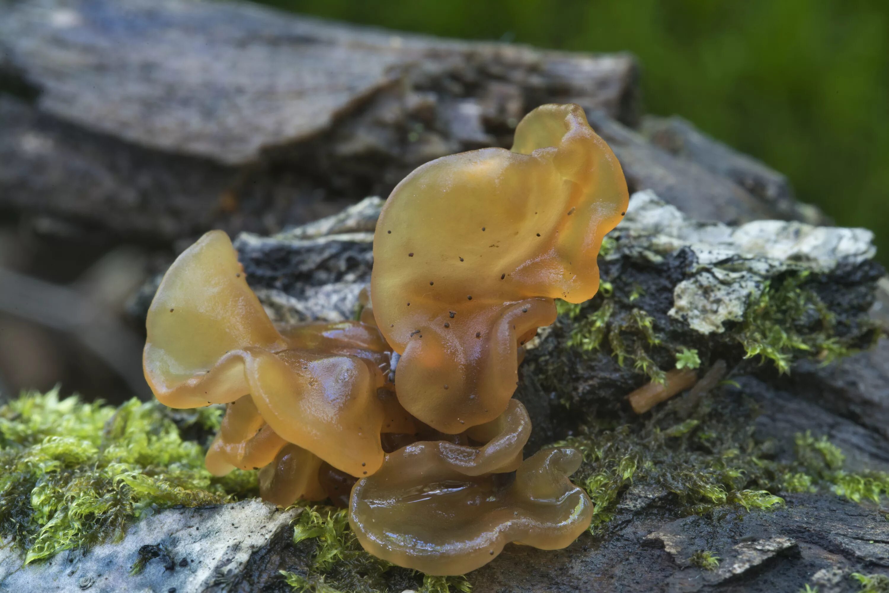 Гриб Tremella foliacea. Дрожалка листоватая Tremella foliacea. Дрожалка оранжевая гриб. Дрожалка оранжевая съедобный гриб.