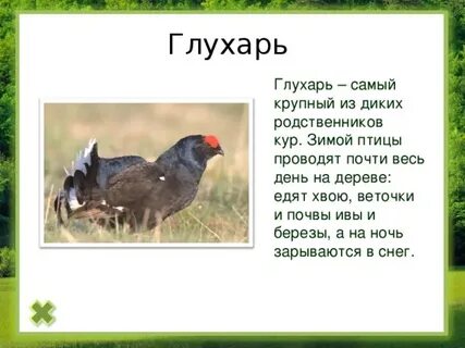 Глухарь описание