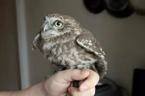 Сама маленькая сова