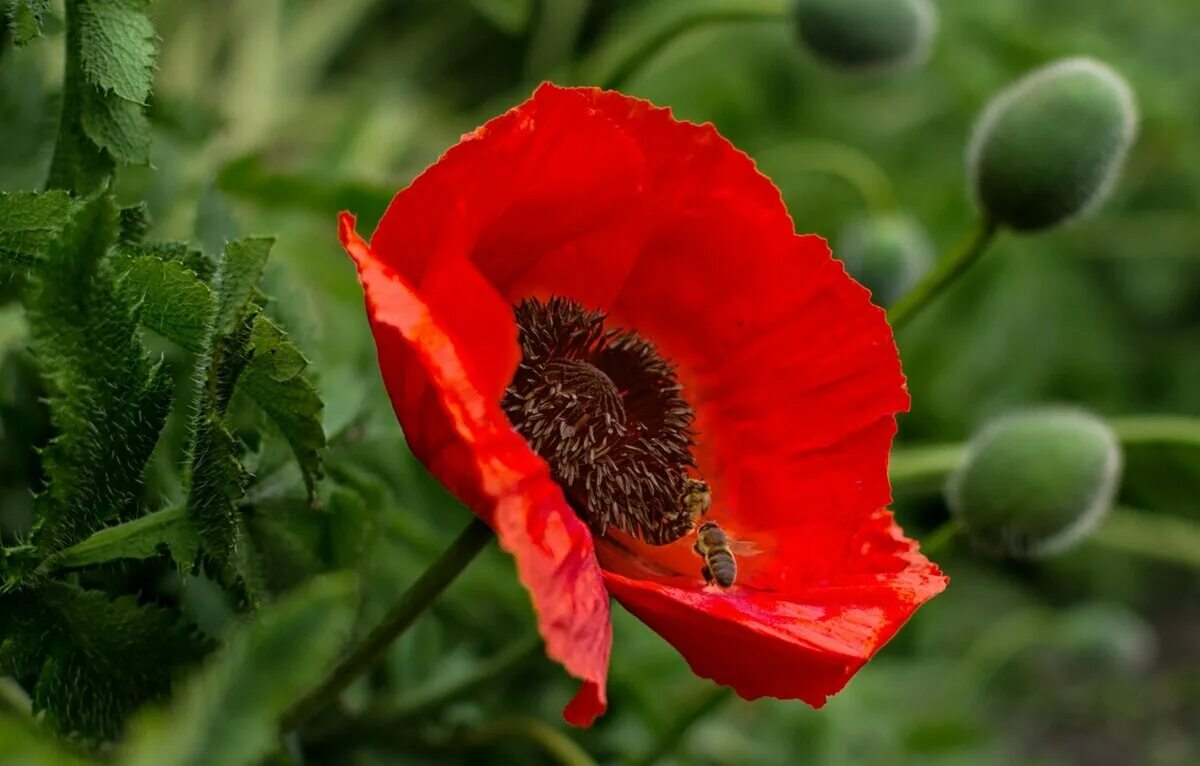 План растение мак. Карельский перешеек мак цветы. Цветы похожие на маки. Мак папавер красный. Мак фото.