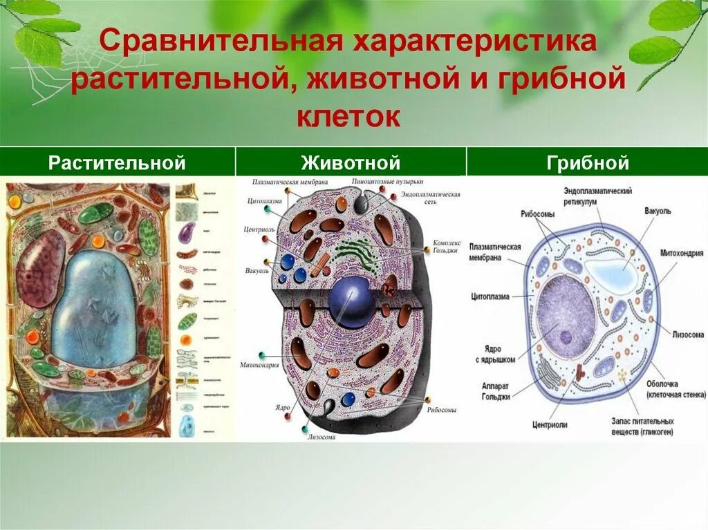 Строение эукариотической клетки животного и растения гриба. Сравнить строение клетки растений и грибов. Отличие клетки грибов от растений. Эукариотическая клетка грибная. Клетки растительные животные бактериальные грибные