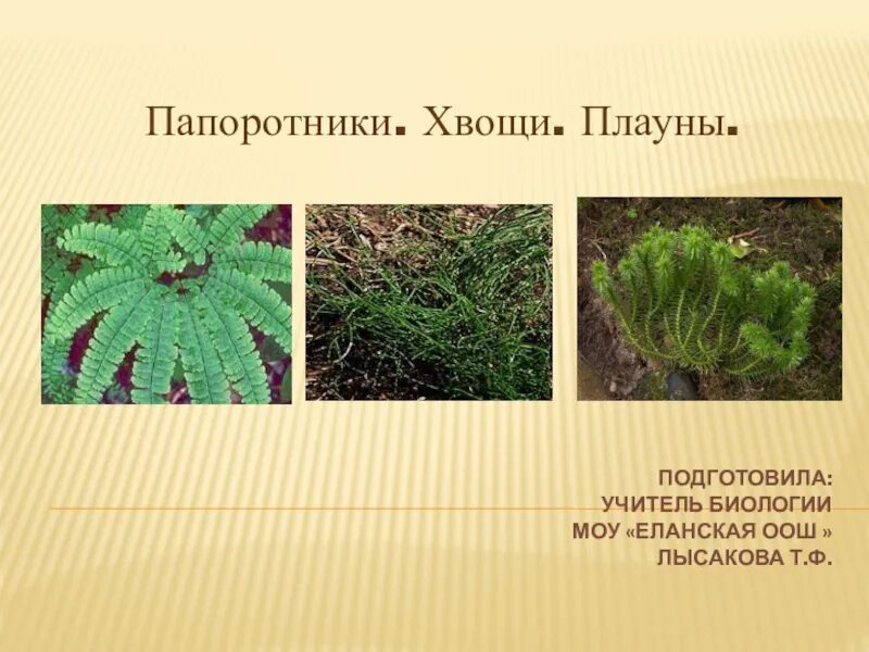 Среда обитания хвощей плаунов. Плауны хвощи папоротники. Мхи хвощи плауны. Мхи папоротники хвощи плауны. Мхи папоротники хвощи плауны 5 класс биология.