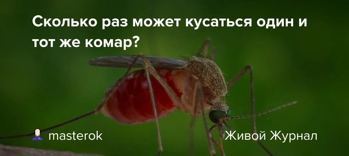 Сколько укусов комаров. Сколько раз кусает комар.