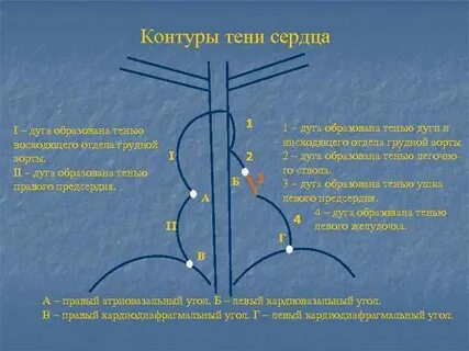 Дуги сердца