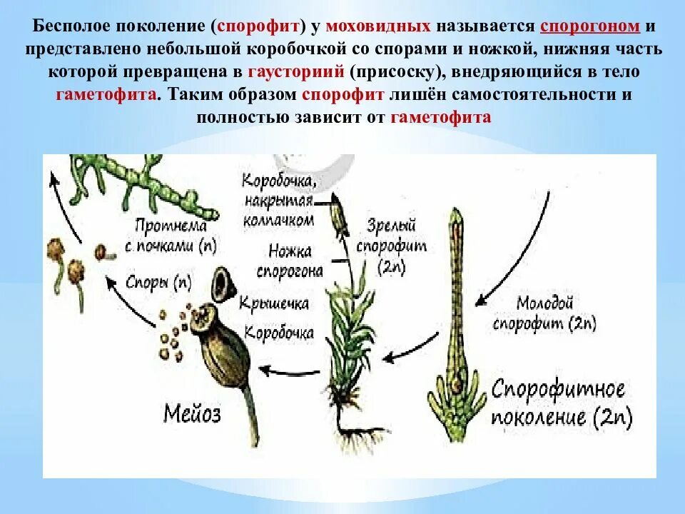 Название спорофита. Отдел Моховидные – Bryophyta. Спорофит сфагнума. Спорофит бесполое поколение. Спорофит представлен КОРОБОЧКОЙ на ножке у.