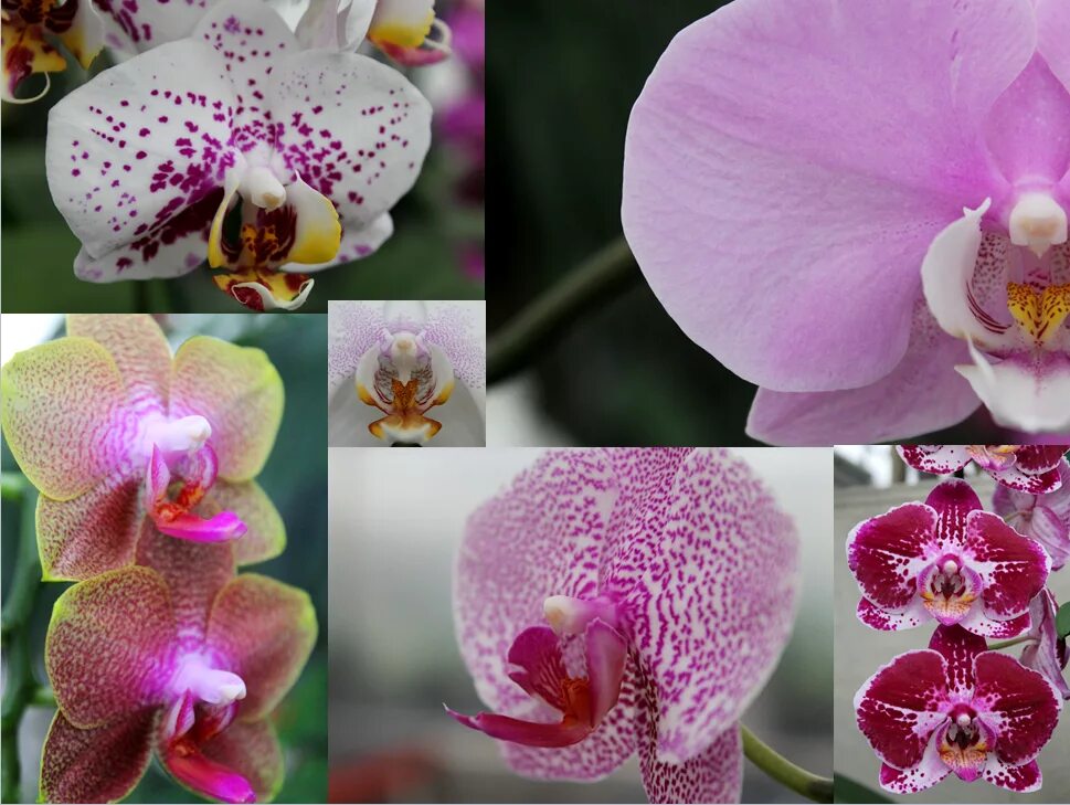 Как отличить орхидею. Орхидея фаленопсис. Фаленопсис saporita. Фаленопсис saporita Орхидея. Орхидея фаленопсис компилатион.