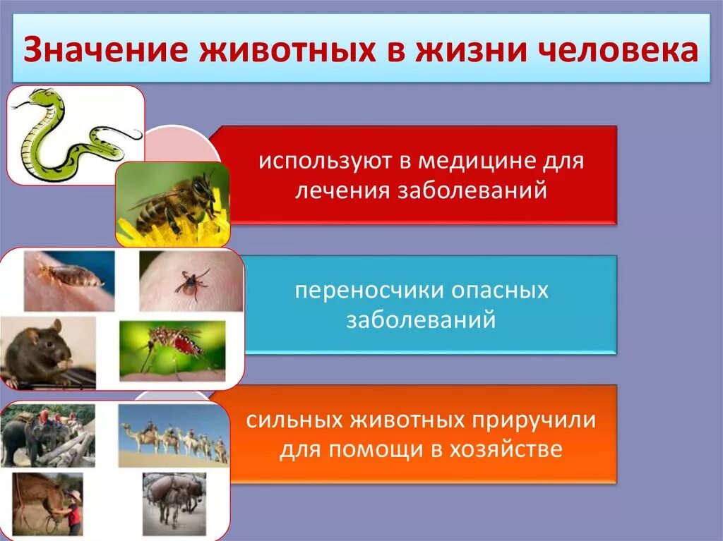 В чем заключается роль животных. Роль животных в природе и жизни человека 5 класс. Значение животных в жизни человека. Роль животных в жизнич человека. Значимость животных в жизни человека.