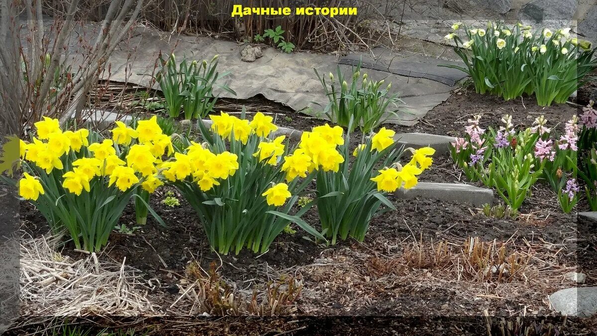 Нарциссы не цвели что делать. Нарциссы не цветут. нарциссы не цветущие. почему не цветут нарциссы. много нарциссов цветет.