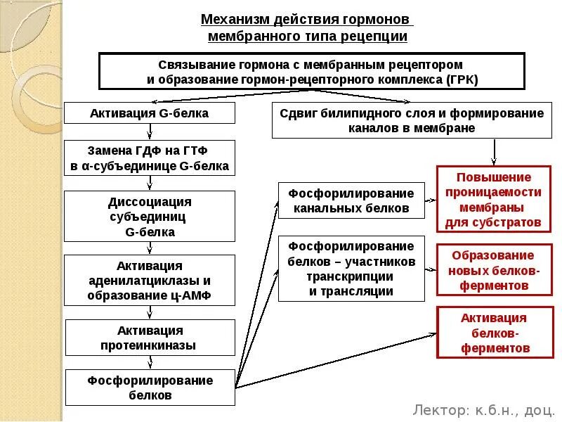 Типы механизма действия гормонов. Мембранная рецепция гормонов. типы рецепции гормонов. мембранный тип рецепции гормонов. механизм действия гормонов.