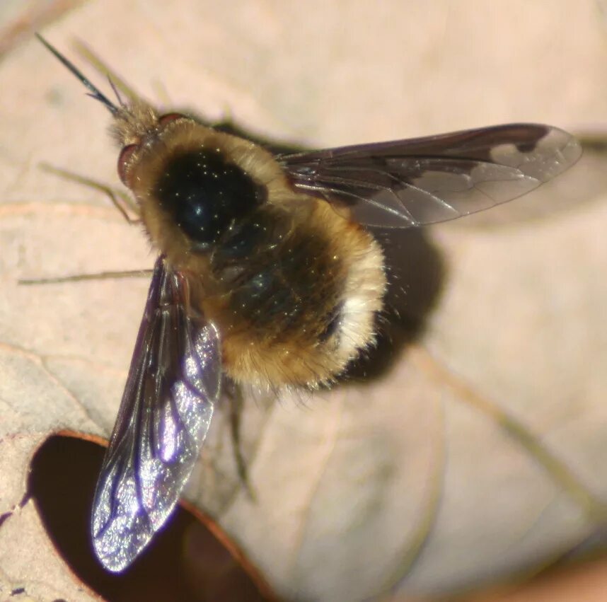 Bee fly. Anastoechus nitidulus. Двукрылые пчелы. Черные мошки или пчелы.