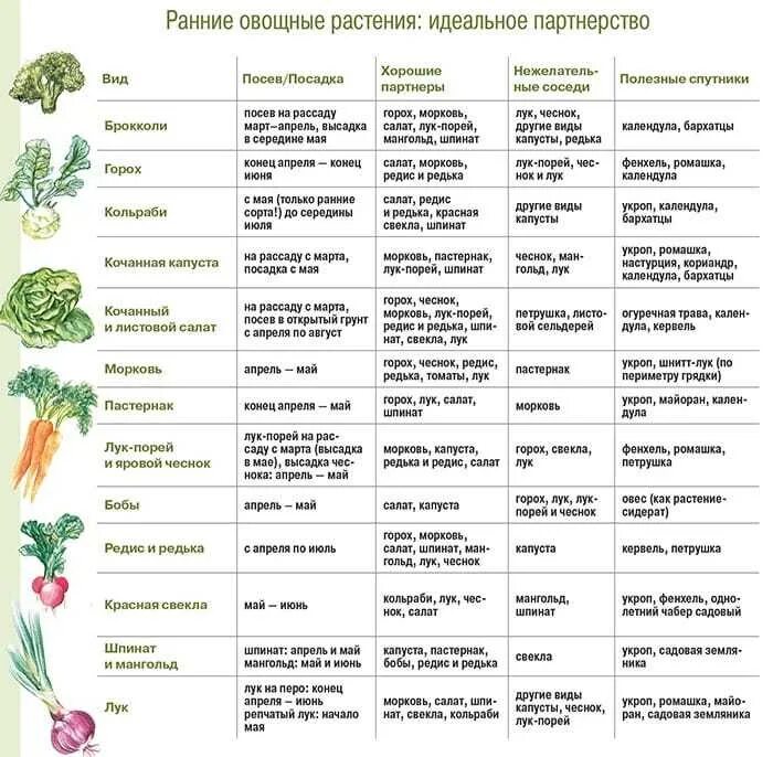 Таблица севооборота овощных культур на огороде. Таблица севооборота овощных культур на дачном участке таблица. Таблица севооборота овощных культур на огороде на 3 года. Соседи на грядке в открытом грунте таблица.