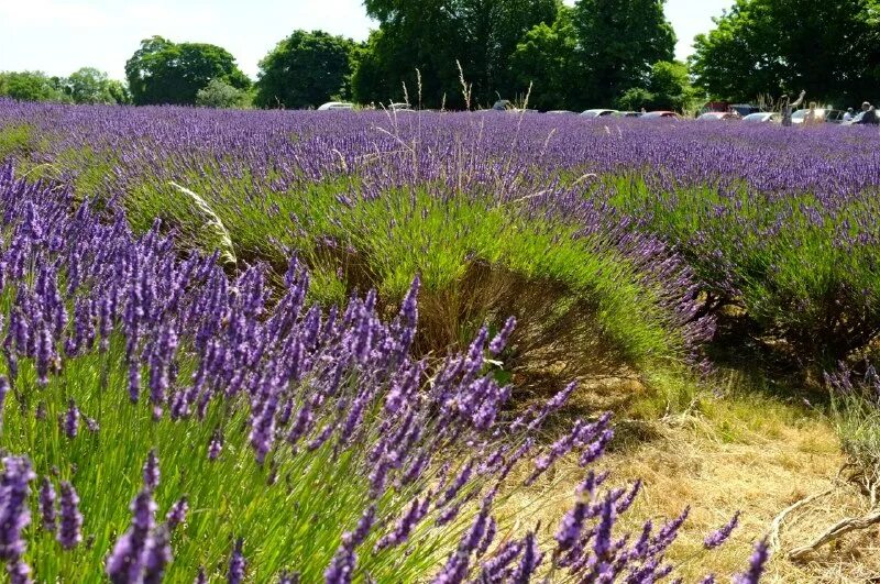 запахло лаванды песня. лаванда пахнет. спа лаванда. лаванда цветок. запахло лаванды песня.