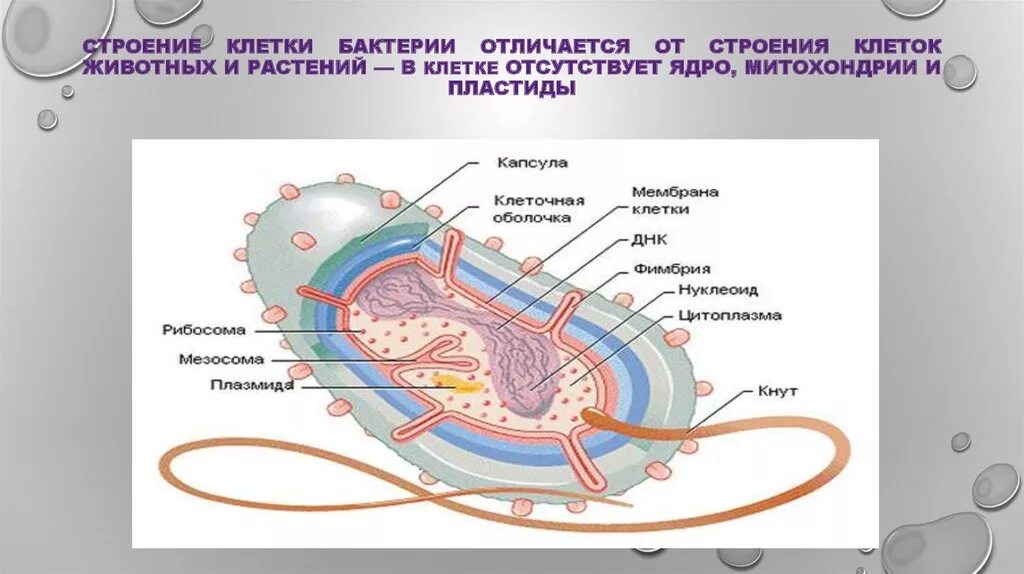 Бактерии содержит ядро. Строение оболочки бактериальной клетки. Строение бактериальной клетки митохондрии. Строение бактериальной клетки клеточное ядро. Строение ядра бактериальной клетки.