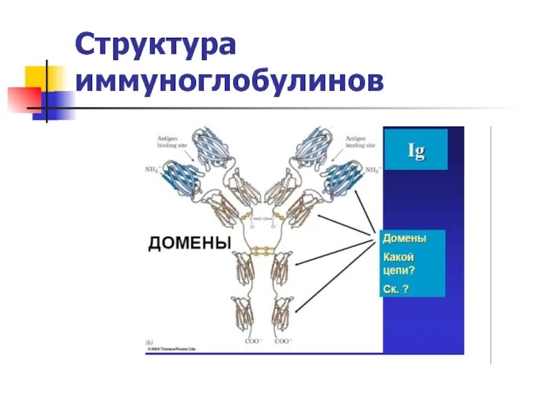 Чем отличаются иммуноглобулины. Антитела иммуноглобулины структура. Антитела (иммуноглобулины): presentation. Строение антител иммуноглобулинов.