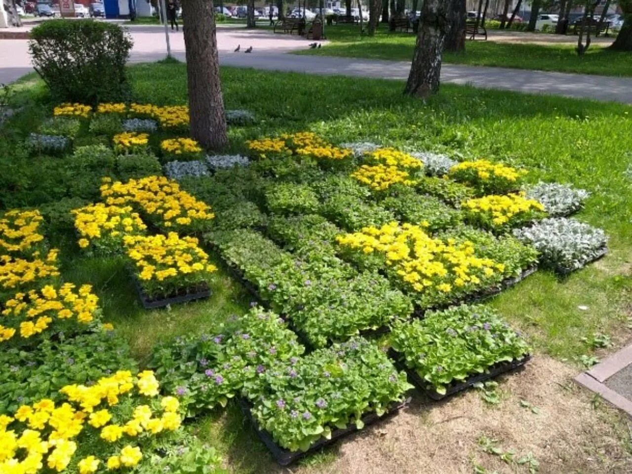Бархатцы и цинерария на клумбе. Агератум и бархатцы на клумбе. клумба бархатцы, агератум и цинерария. клумба бархатцы цинерария агератум сальвия. агератум и цинерария.