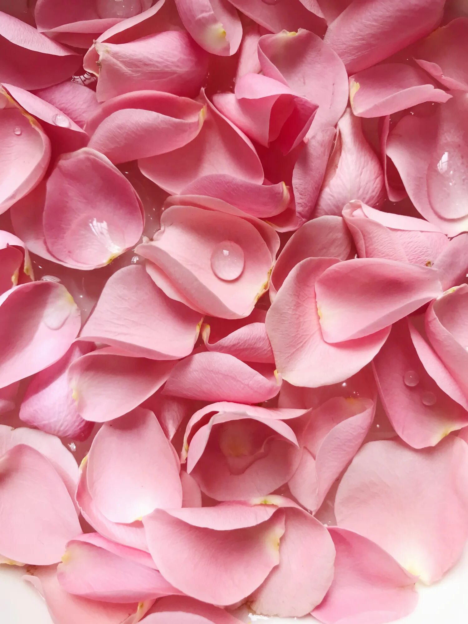 Нежно лепестками роз. Розовые цветы. Розовые лепестки. Розовый цвет. Лепестки розовых роз.